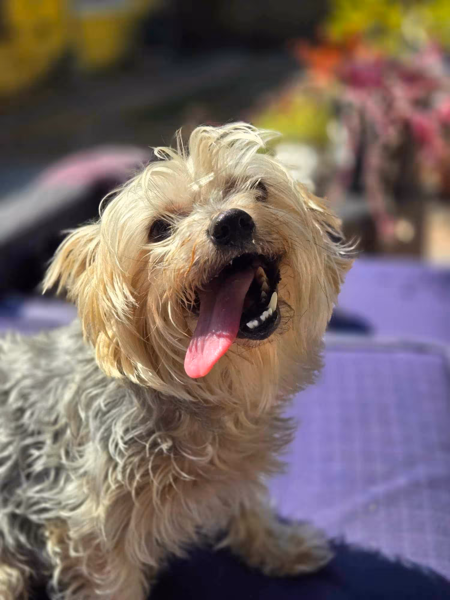 Annie with a happy dog